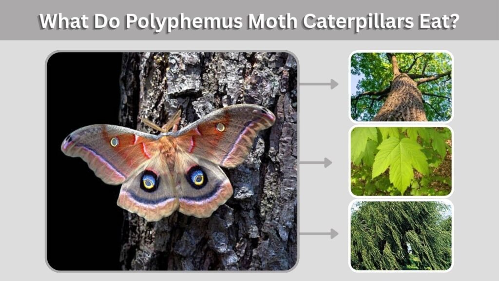 What Do Polyphemus Moth Caterpillars Eat?