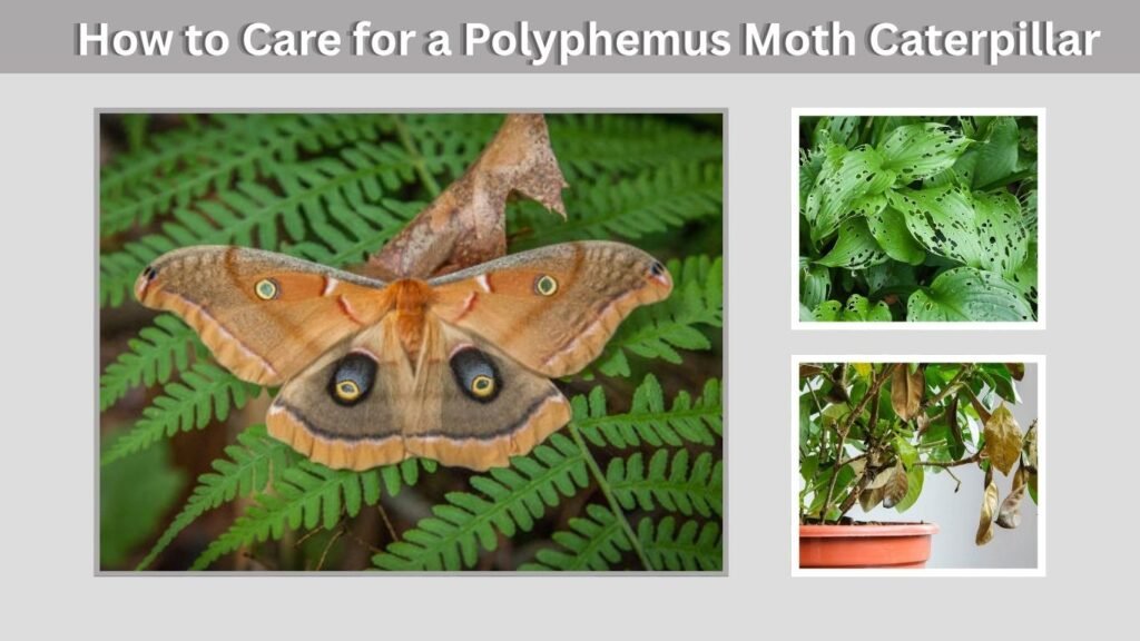How to Care for a Polyphemus Moth Caterpillar