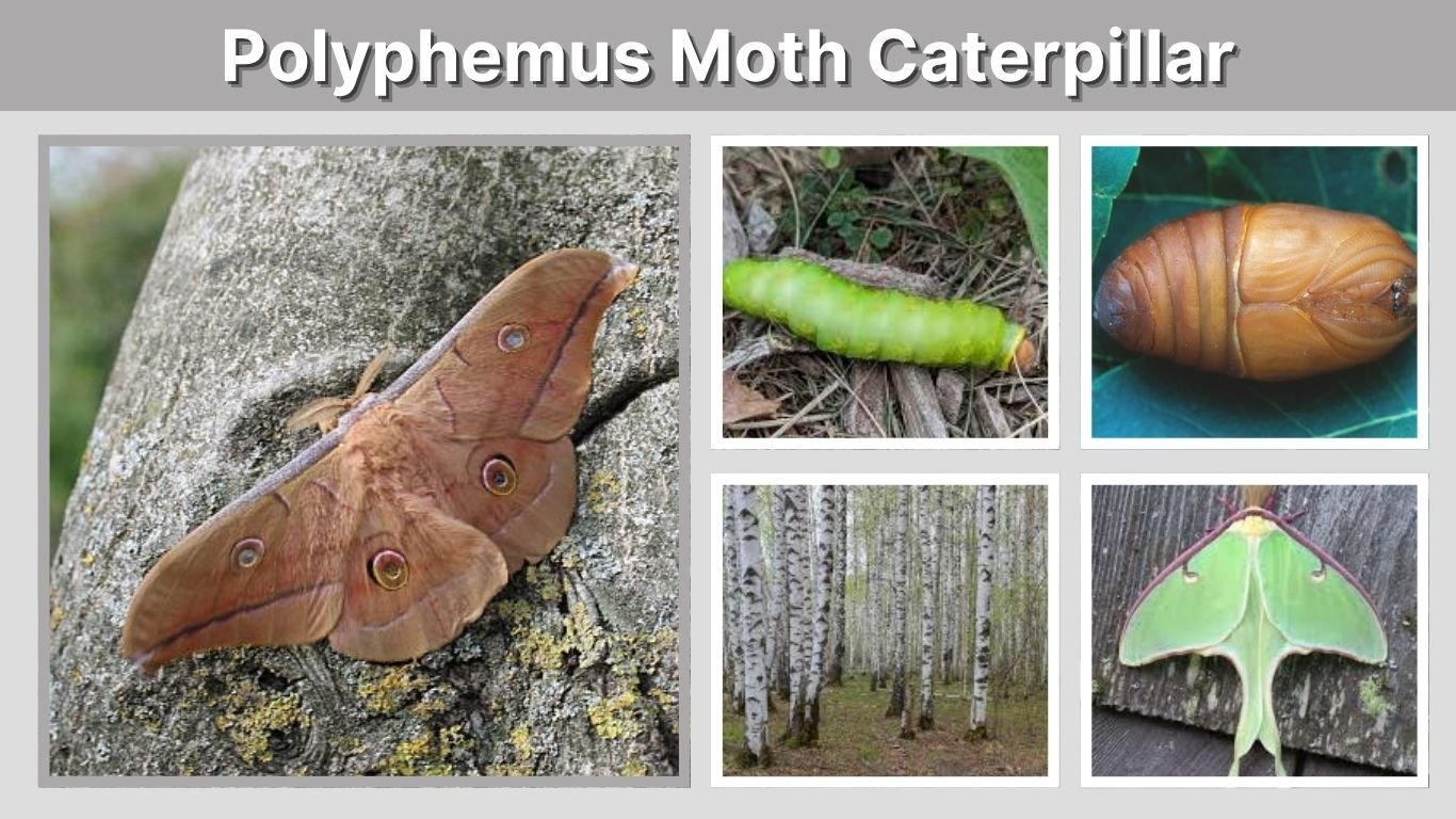 Polyphemus Moth Caterpillar: Host Plants, Size and Stages