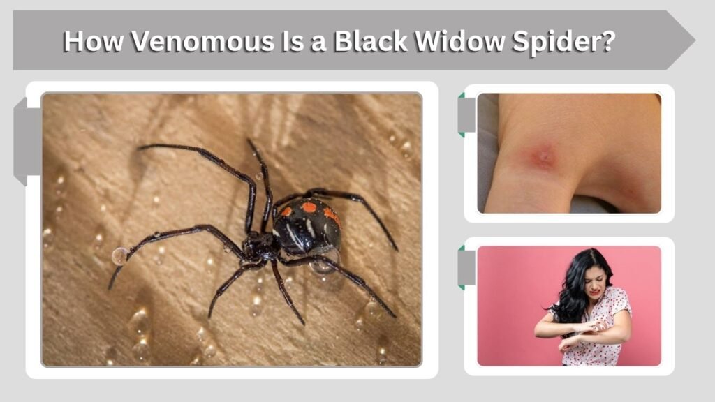 How Venomous Is a Black Widow Spider?