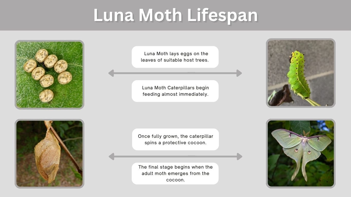 Luna Moth Lifespan: What Affects Their Survival?