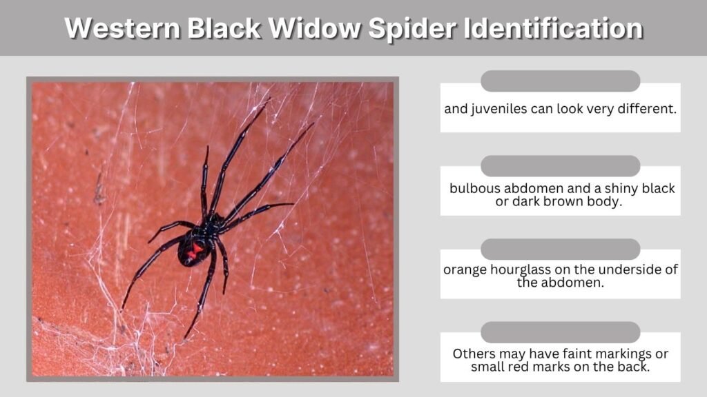 Western Black Widow Spider Identification