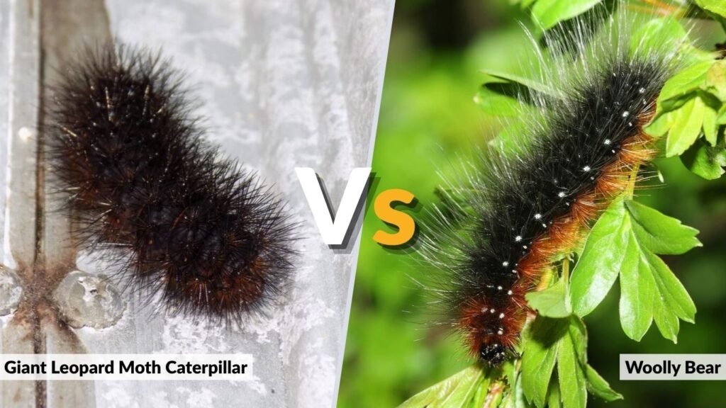 Giant Leopard Moth Caterpillar vs Woolly Bear