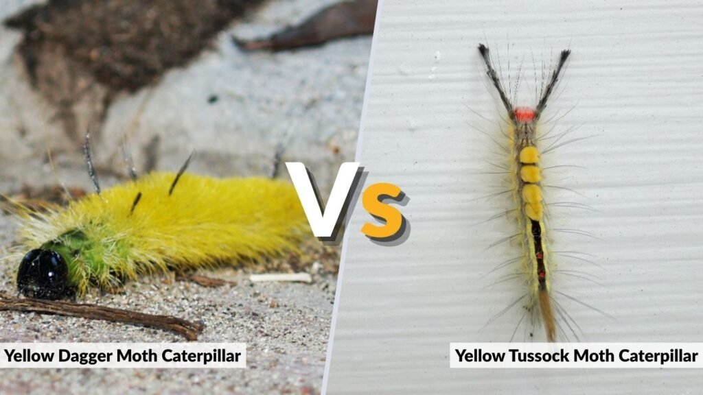 Yellow Tussock Moth Caterpillar