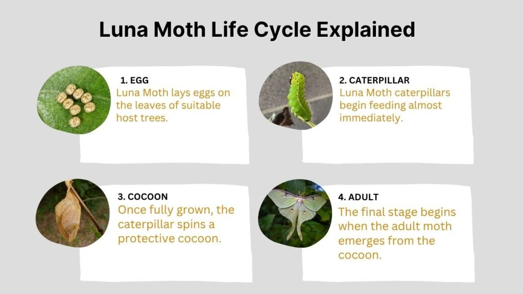 Luna Moth Life Cycle Explained