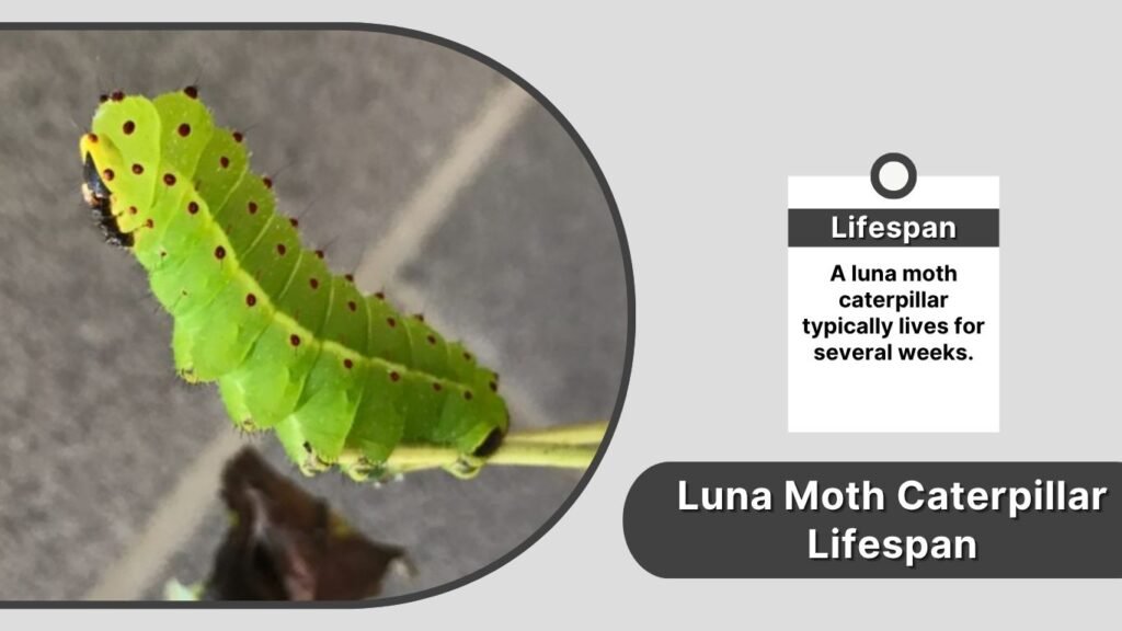 Luna Moth Caterpillar Lifespan