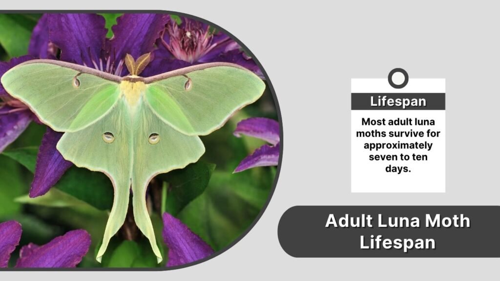 Adult Luna Moth Lifespan
