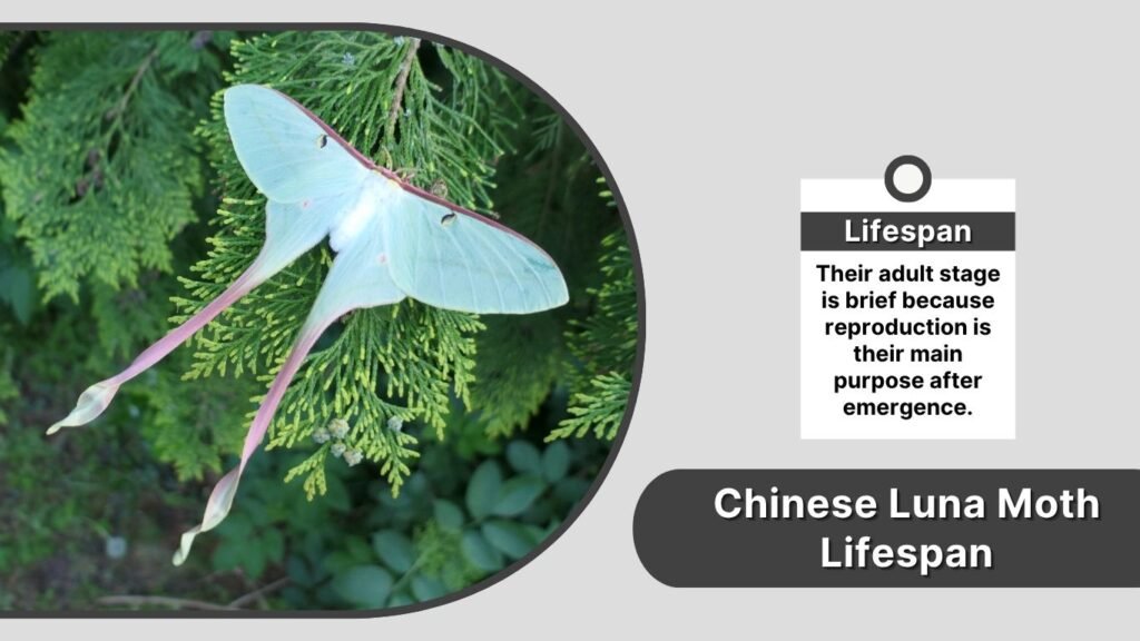 Chinese Luna Moth Lifespan