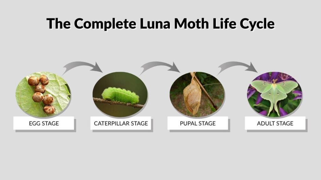 The Complete Luna Moth Life Cycle