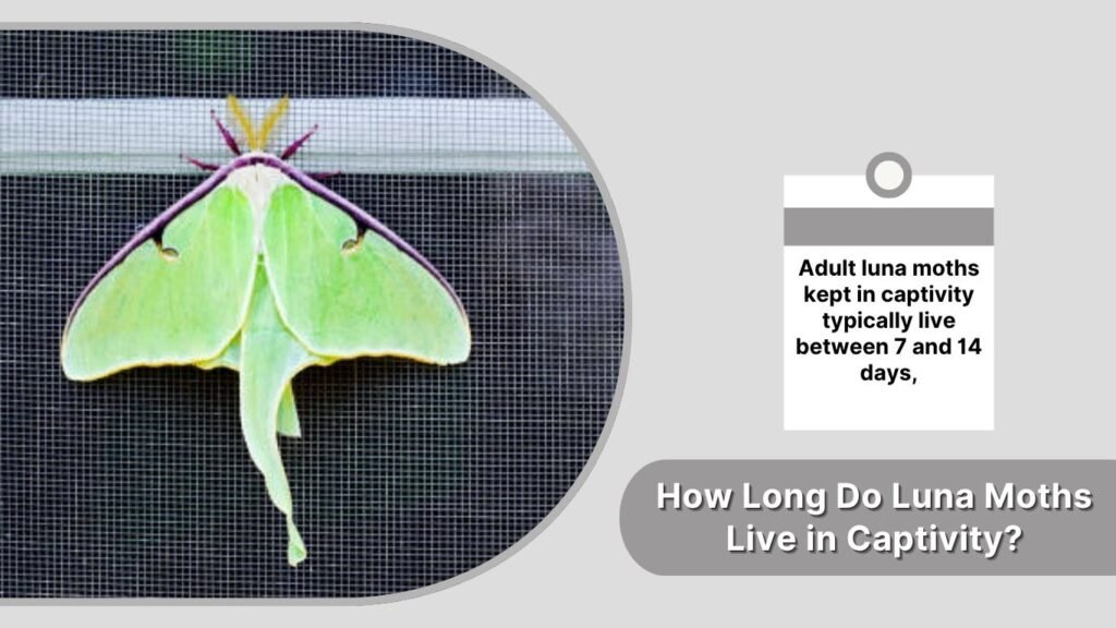 How Long Do Luna Moths Live in Captivity?