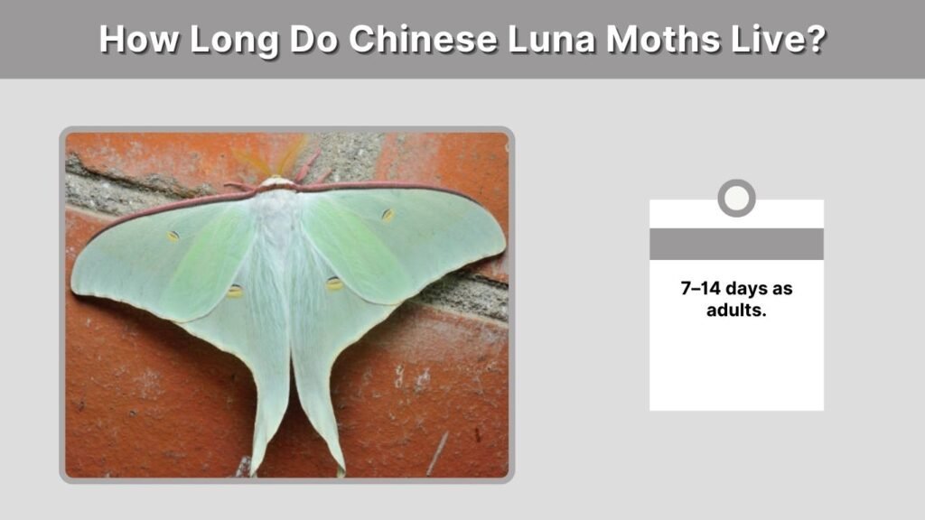 How Long Do Chinese Luna Moths Live?
