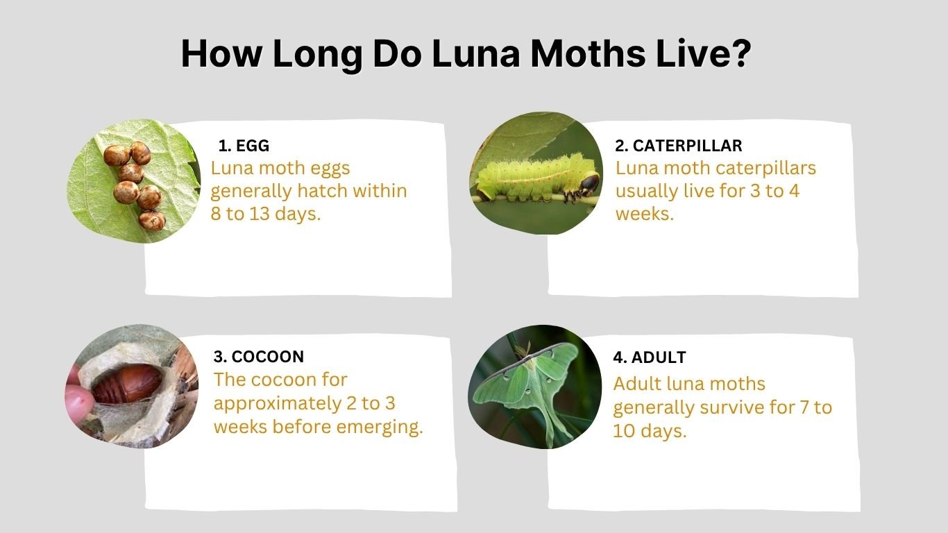 How Long Do Luna Moths Live? Complete Lifespan Guide
