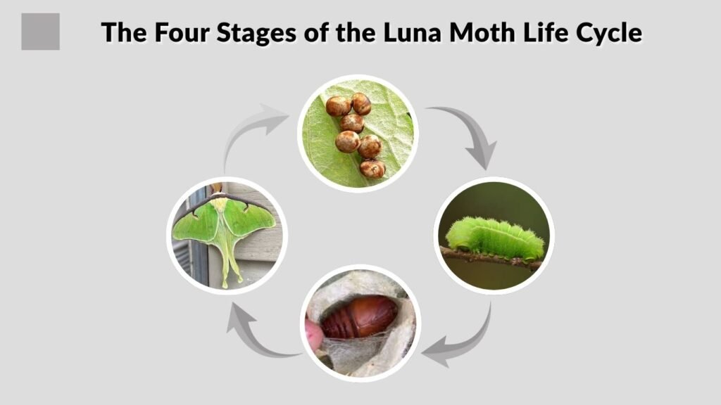The Four Stages of the Luna Moth Life Cycle