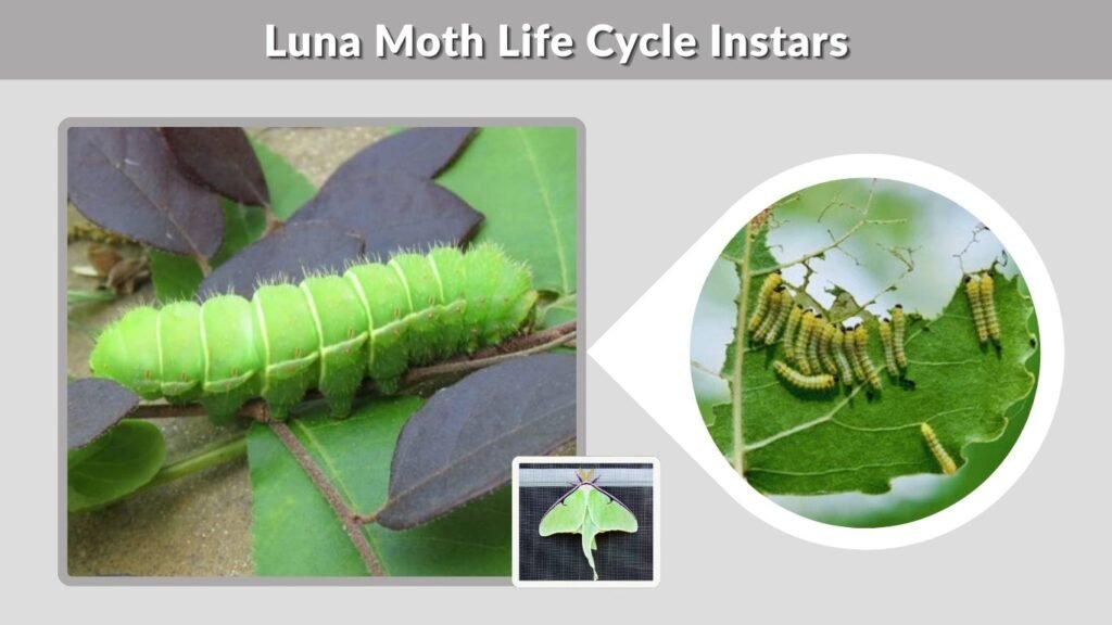 Luna Moth Life Cycle Instars