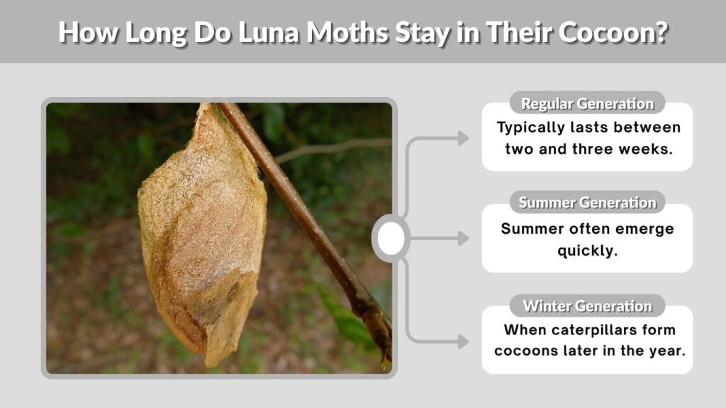 How Long Do Luna Moths Stay in Their Cocoon?