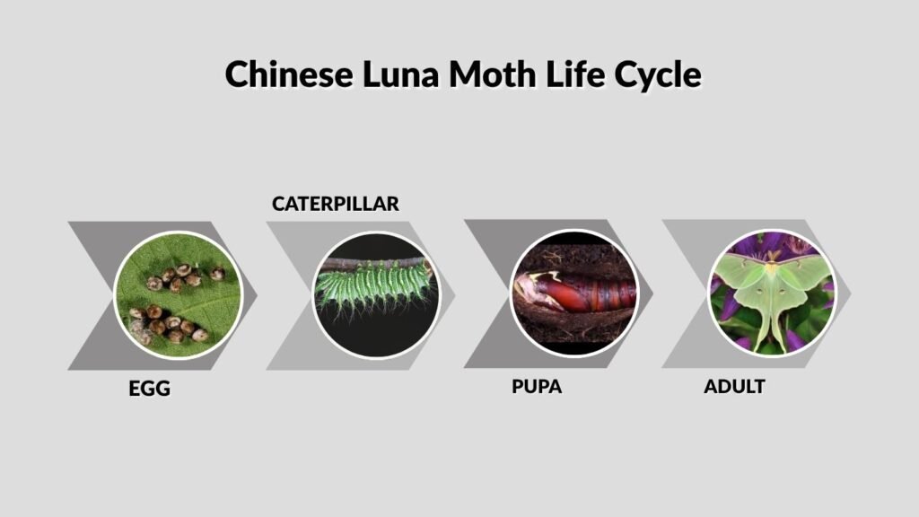 Chinese Luna Moth Life Cycle