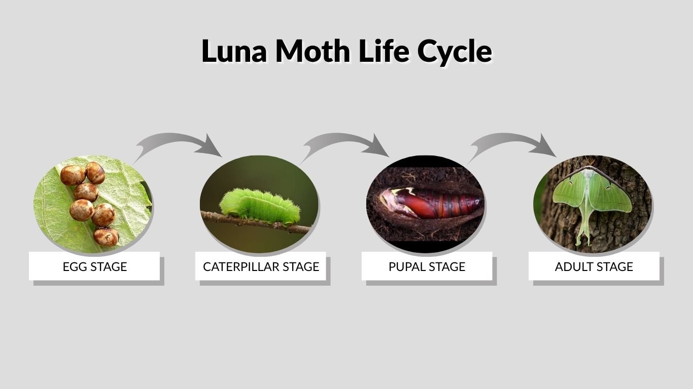Luna Moth Life Cycle: A Complete Guide From Egg to Adult