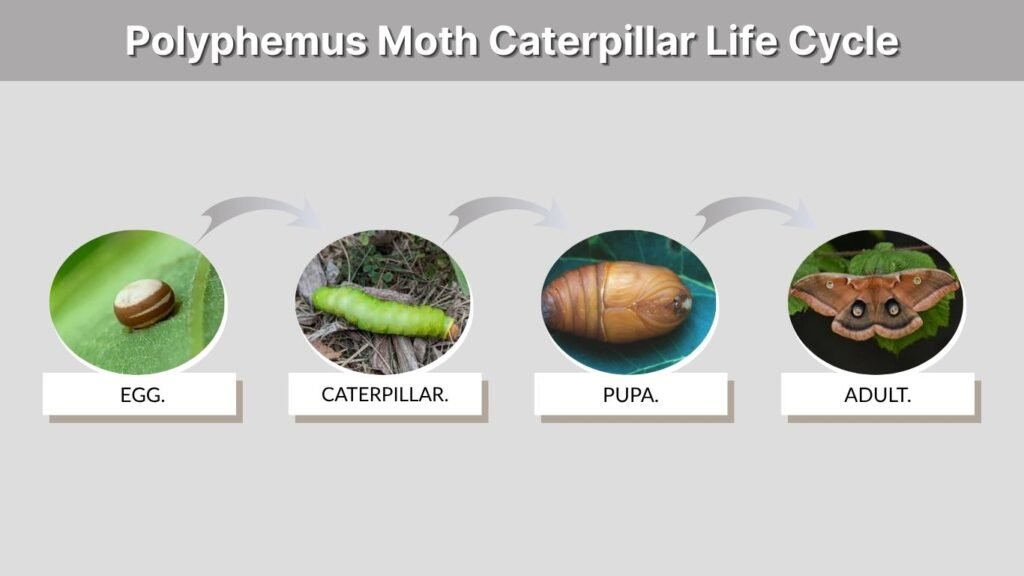 Polyphemus Moth Caterpillar Life Cycle