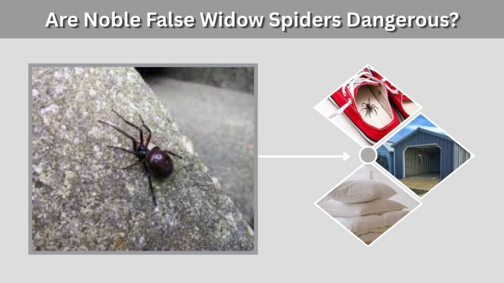 Are Noble False Widow Spiders Dangerous?