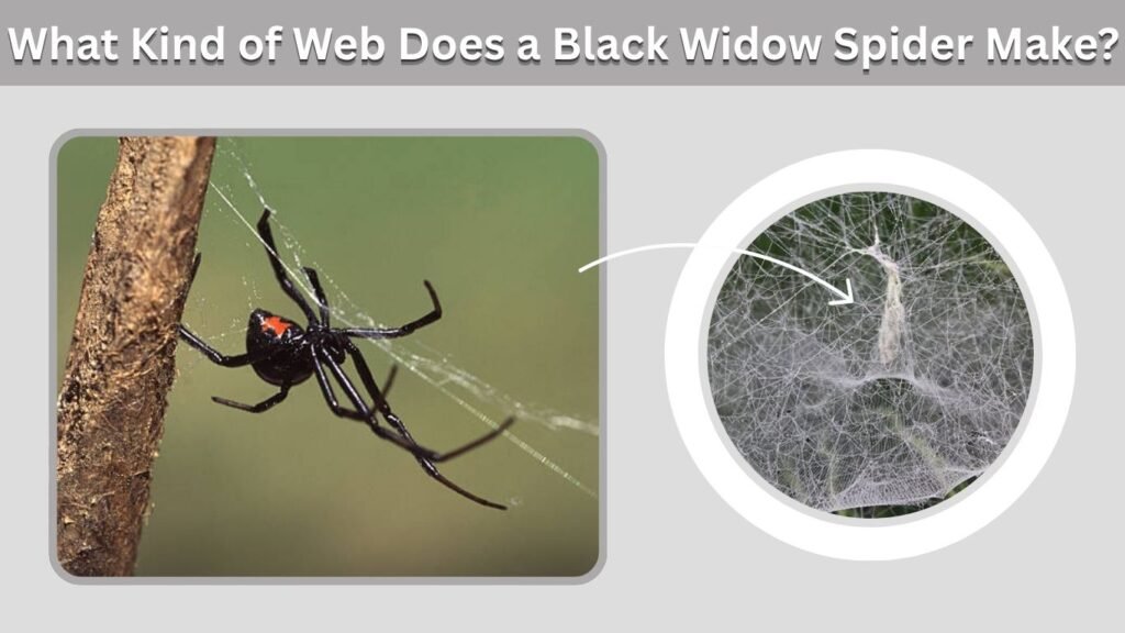 What Kind of Web Does a Black Widow Spider Make?