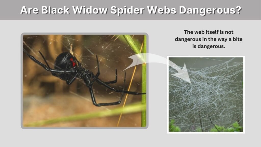 Are Black Widow Spider Webs Dangerous?