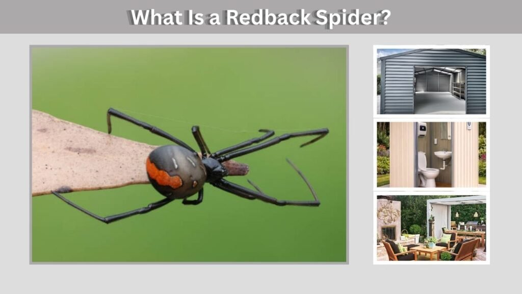 What Is a Redback Spider?