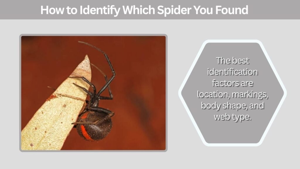 How to Identify Which Spider You Found