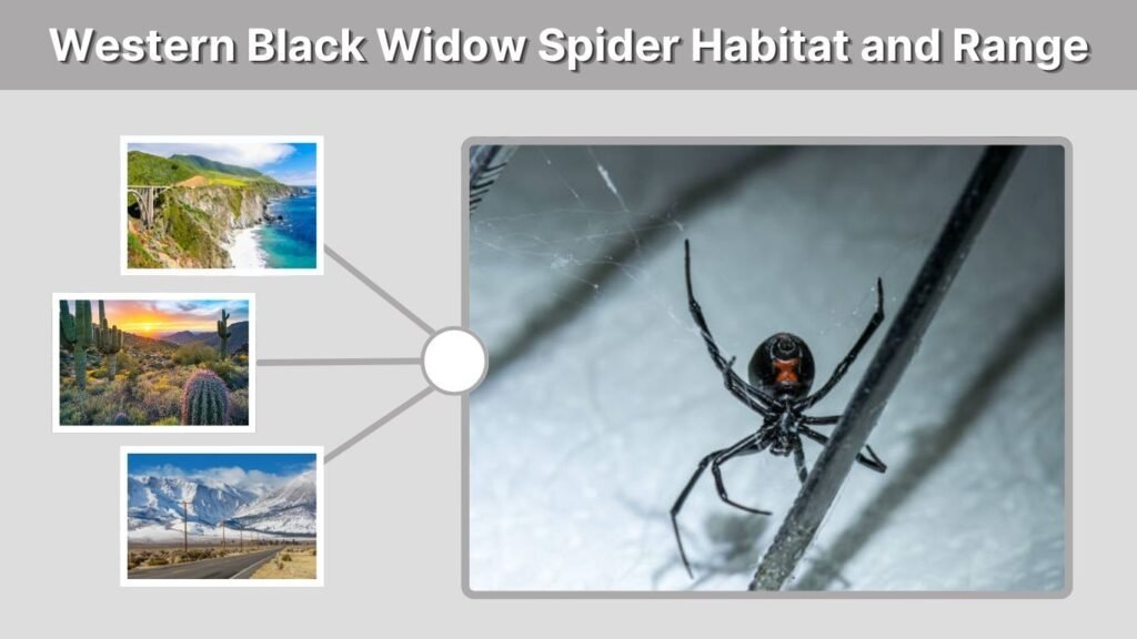 Western Black Widow Spider Habitat and Range