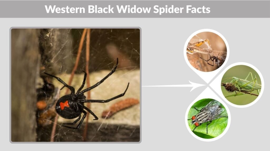 Western Black Widow Spider Facts