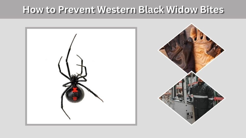 How to Prevent Western Black Widow Bites