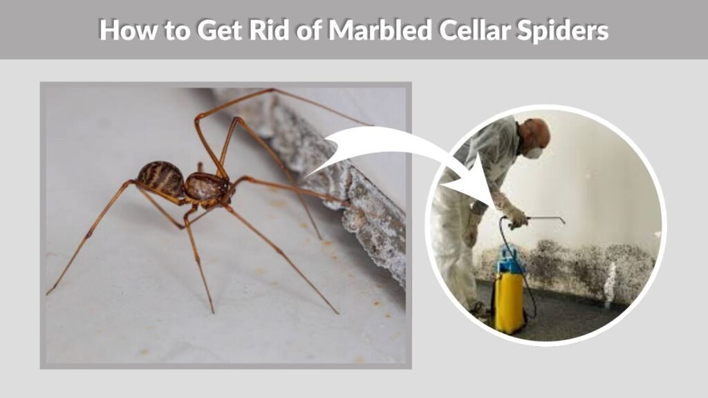 How to Get Rid of Marbled Cellar Spiders