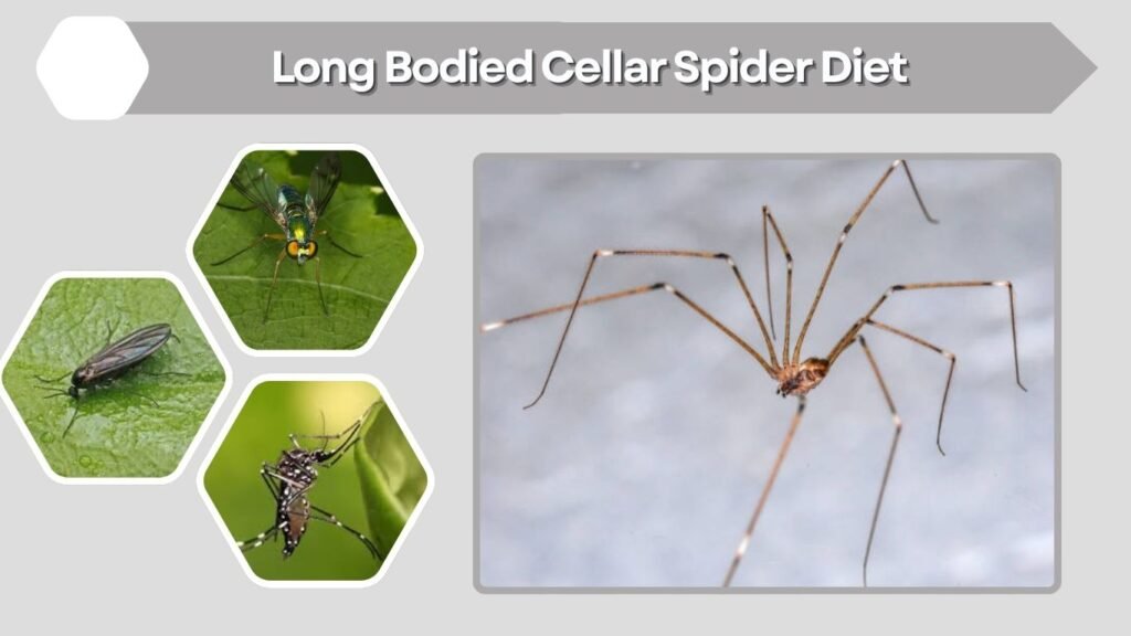 Long Bodied Cellar Spider Diet