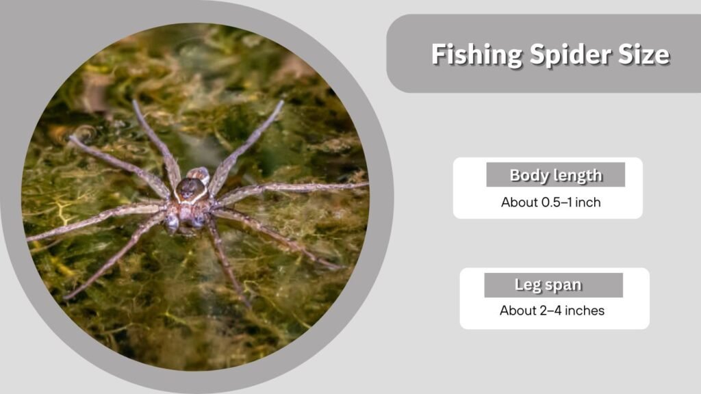 Fishing Spider Size
