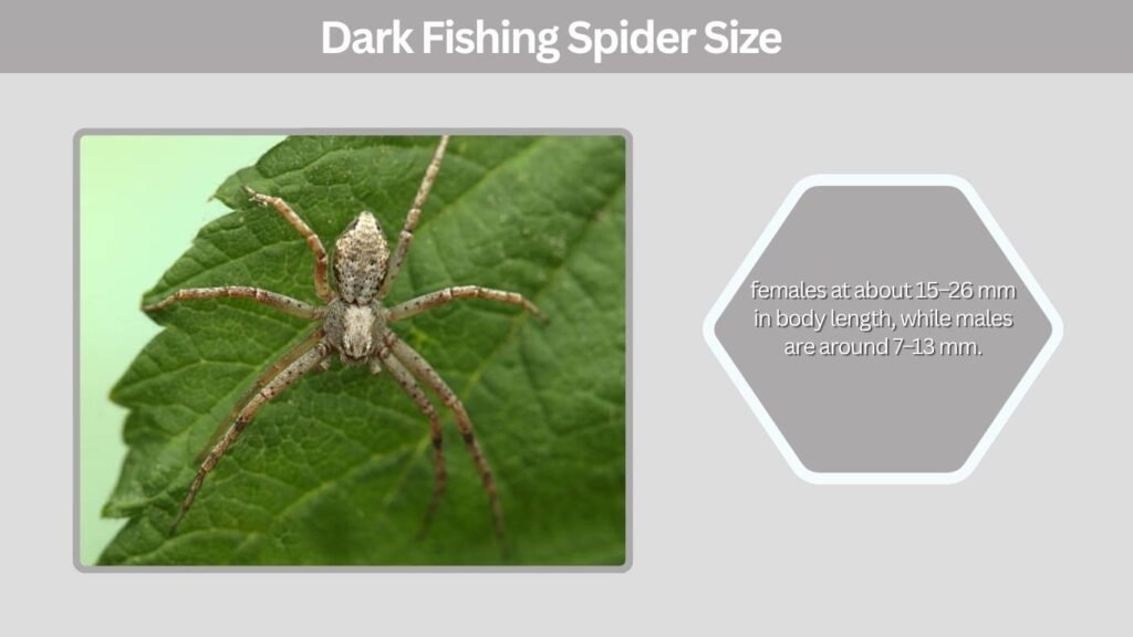 Dark Fishing Spider Size
