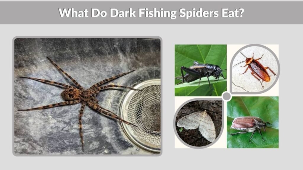 What Do Dark Fishing Spiders Eat?