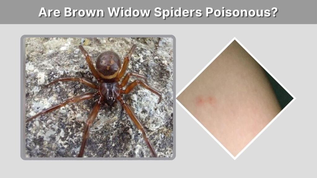 Are Brown Widow Spiders Poisonous?
