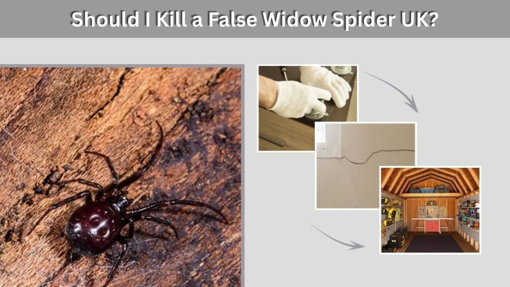 Should I Kill a False Widow Spider UK?