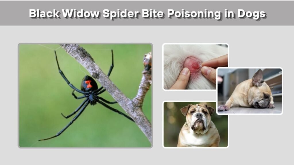 Black Widow Spider Bite Poisoning in Dogs