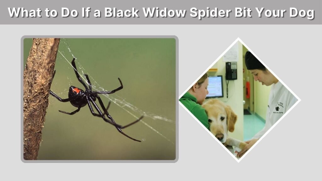 What to Do If a Black Widow Spider Bit Your Dog