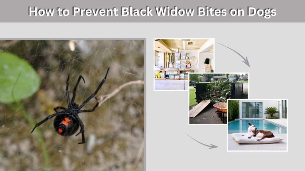 How to Prevent Black Widow Bites on Dogs