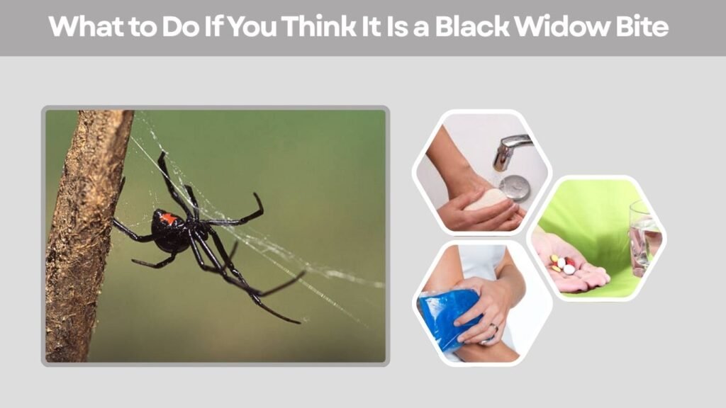 What to Do If You Think It Is a Black Widow Bite