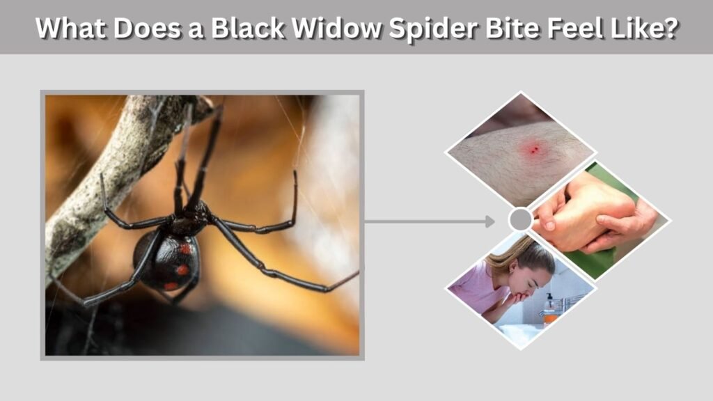 What Does a Black Widow Spider Bite Feel Like?