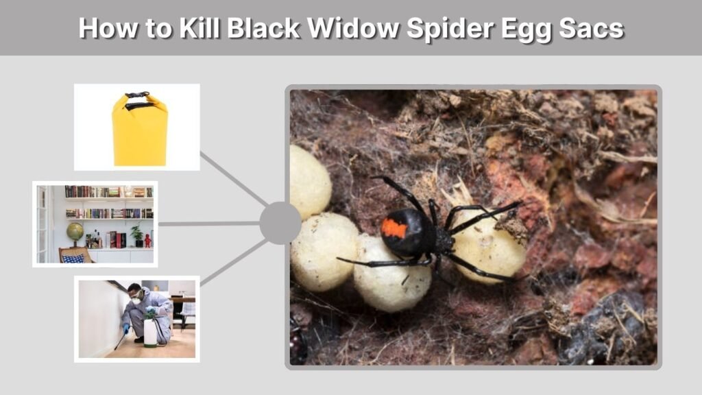 How to Kill Black Widow Spider Egg Sacs
