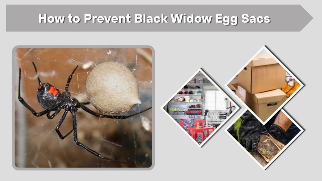 How to Prevent Black Widow Egg Sacs