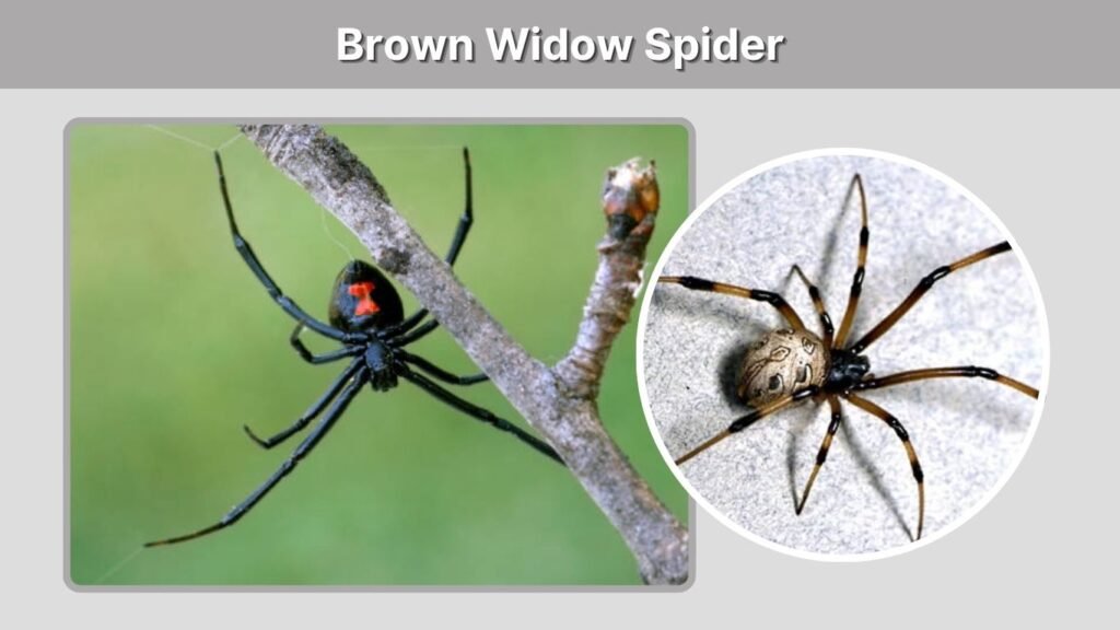 Brown Widow Spider