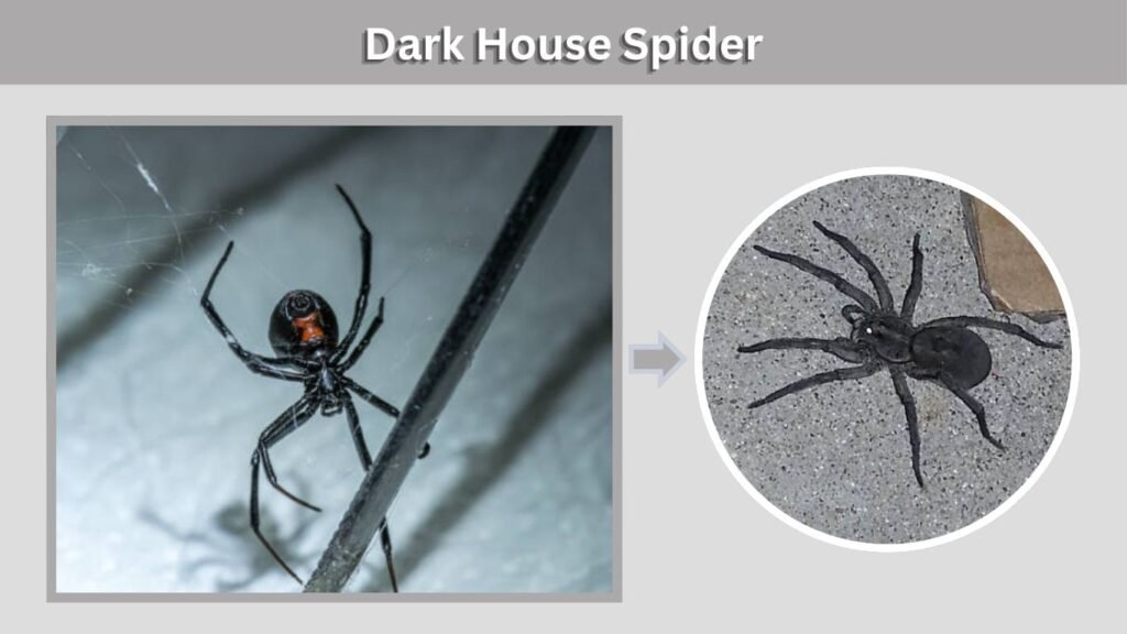 Dark House Spider