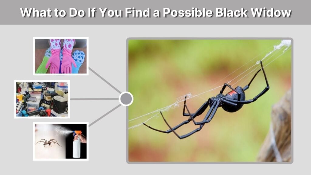 What to Do If You Find a Possible Black Widow