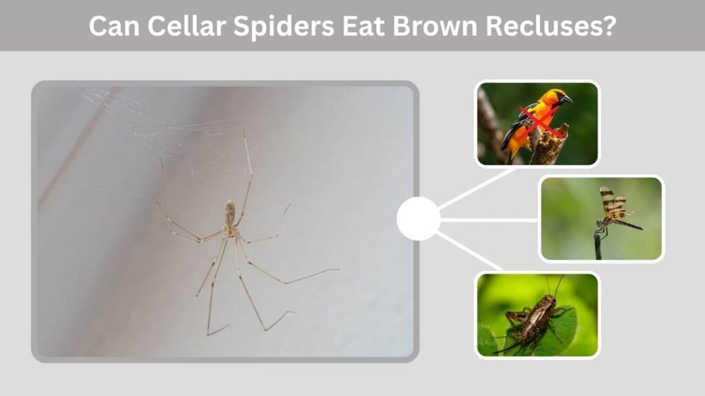 Can Cellar Spiders Eat Brown Recluses?