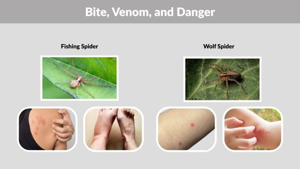  Bite, Venom, and Danger