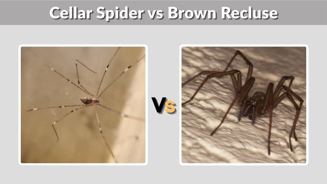 Cellar Spider vs Brown Recluse: How to Tell Them Apart